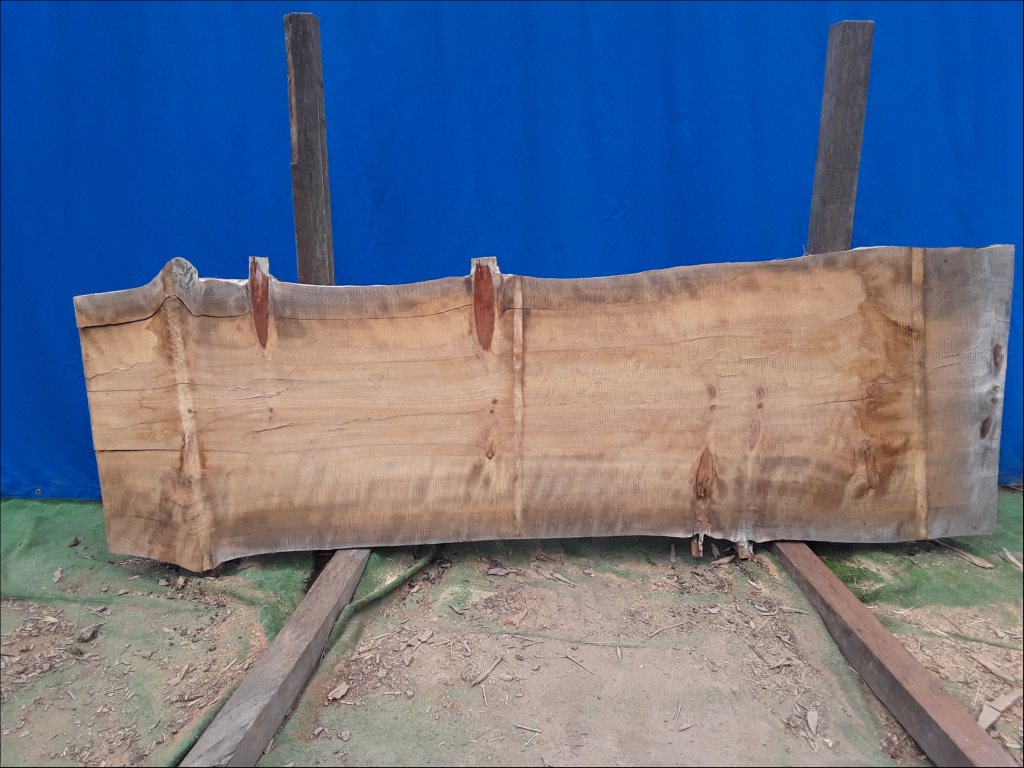 Norfolk Island Pine (TS458NIP)