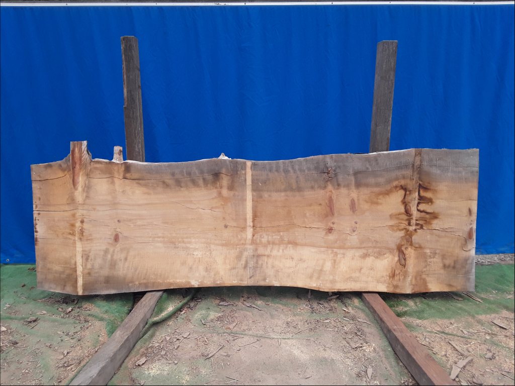 Norfolk Island Pine (TS459NIP)