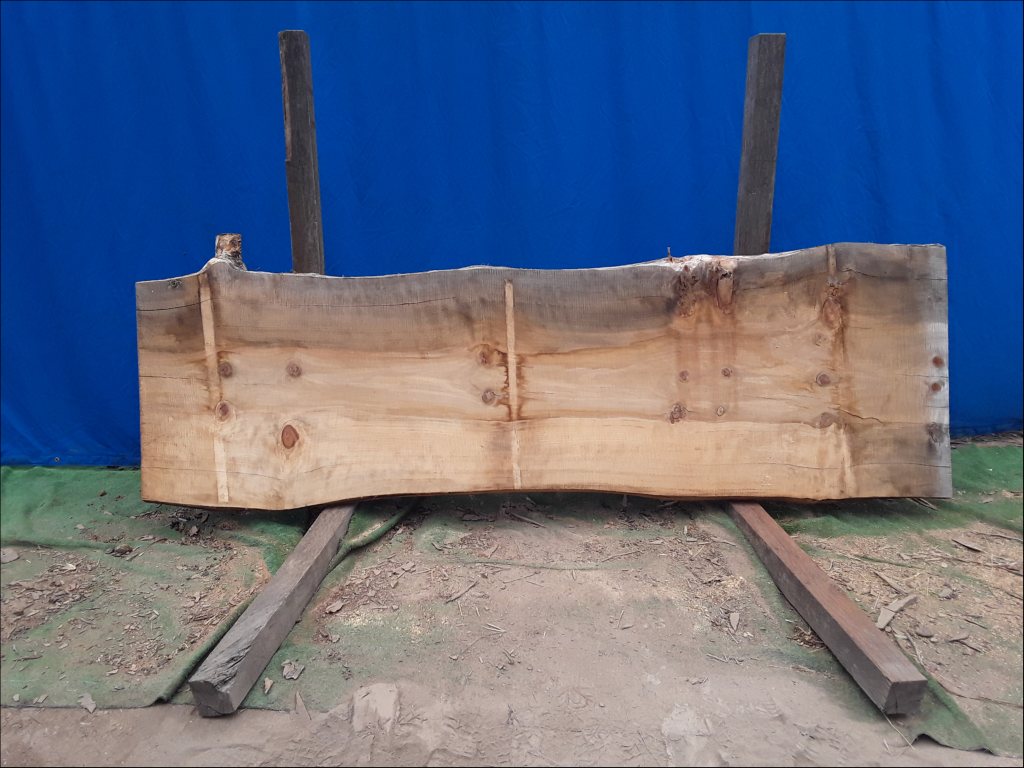 Norfolk Island Pine (TS460NIP)