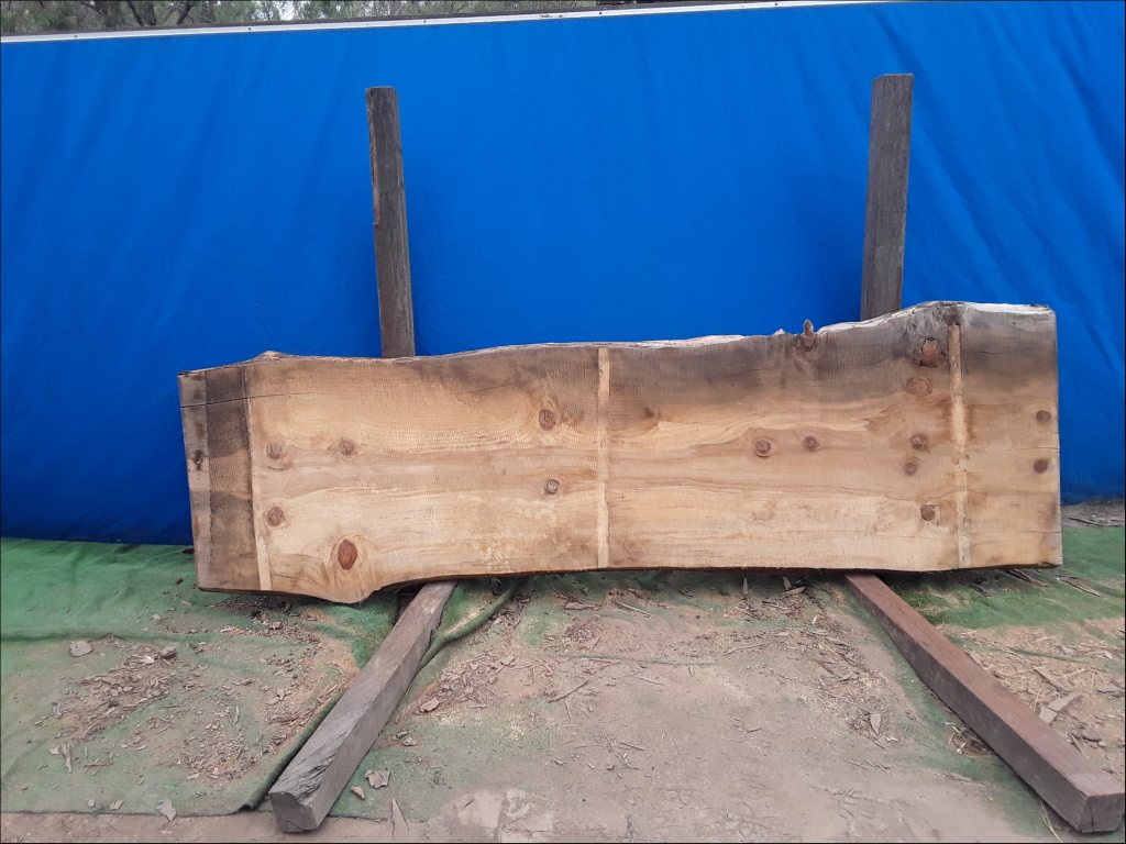 Norfolk Island Pine (TS461NIP)