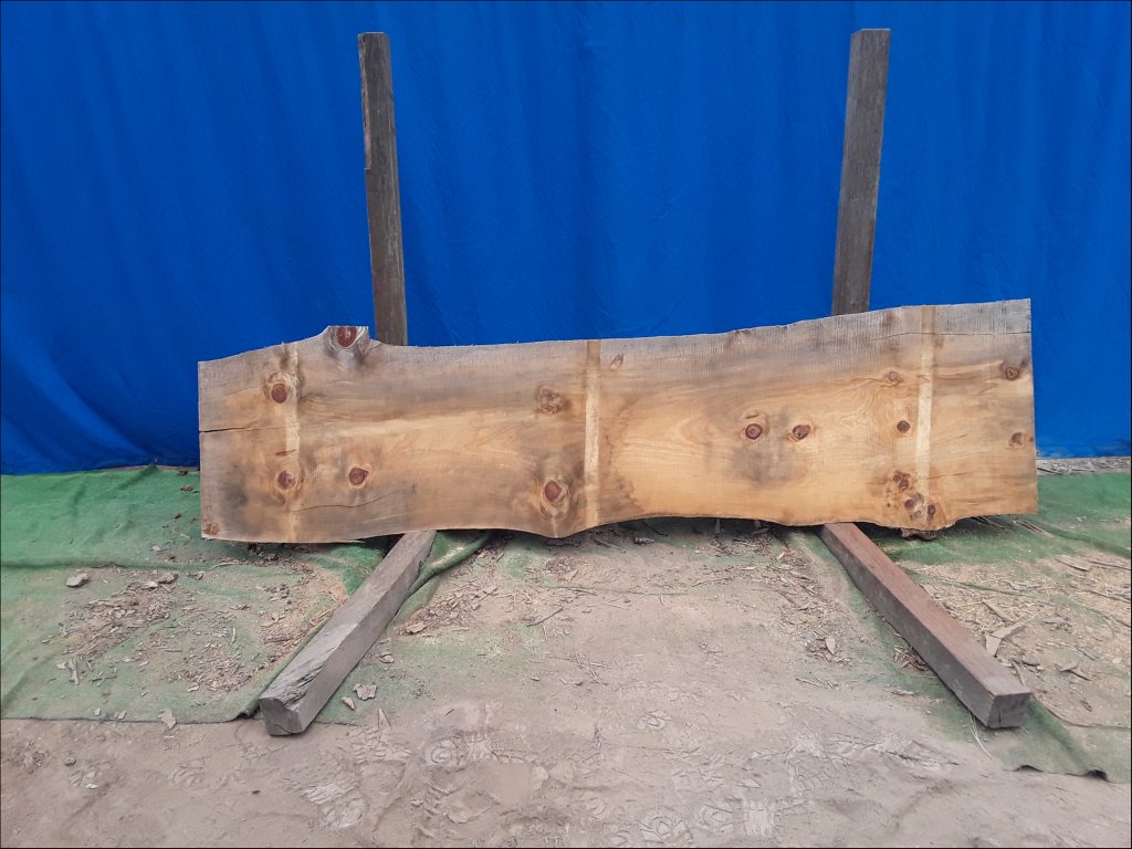 Norfolk Island Pine (TS462NIP)