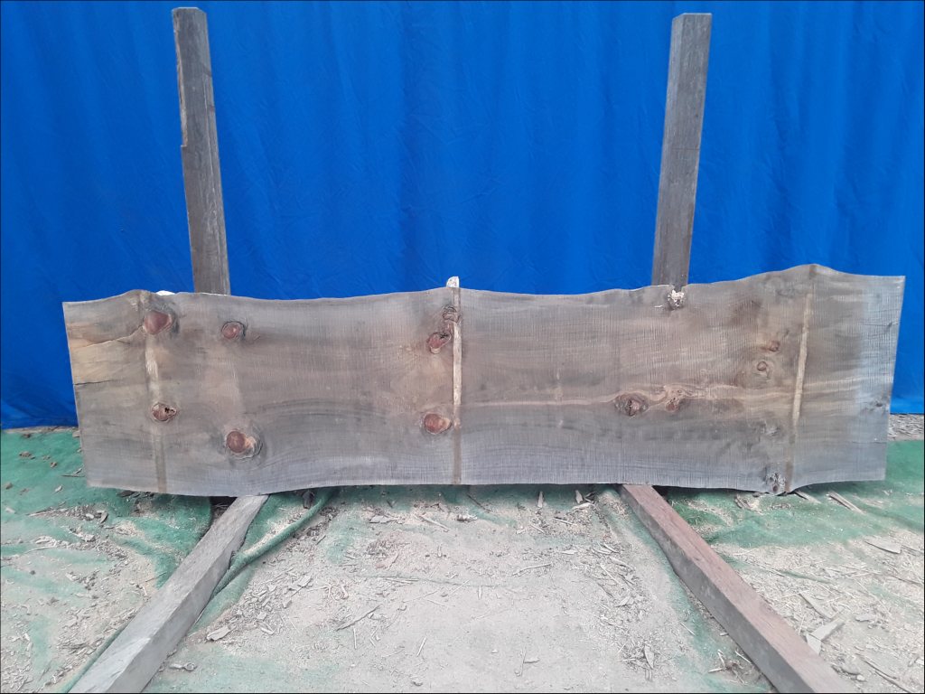 Norfolk Island Pine (TS463NIP)