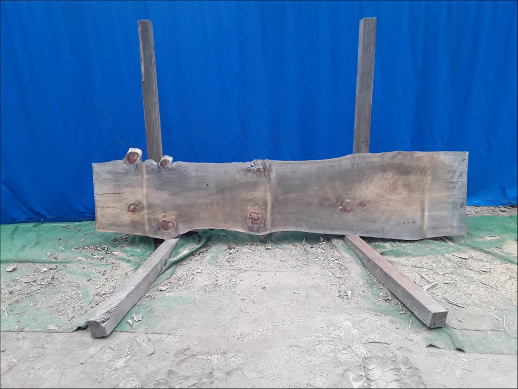 Norfolk Island Pine (TS464NIP)