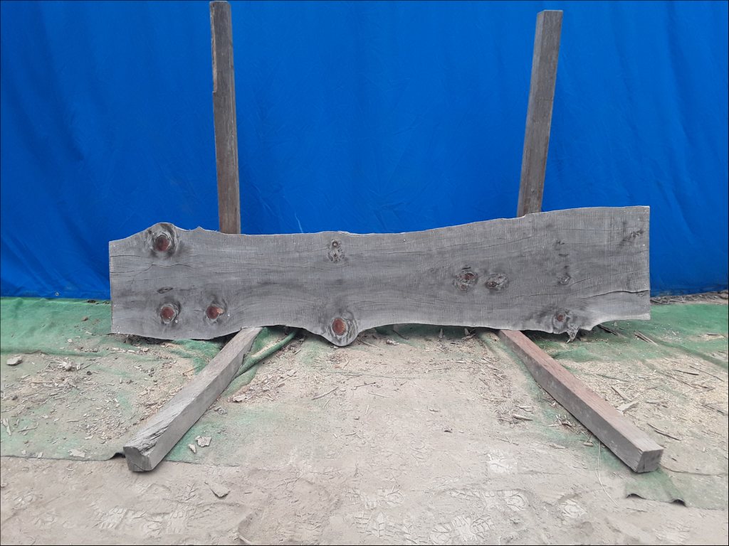 Norfolk Island Pine (TS465NIP)