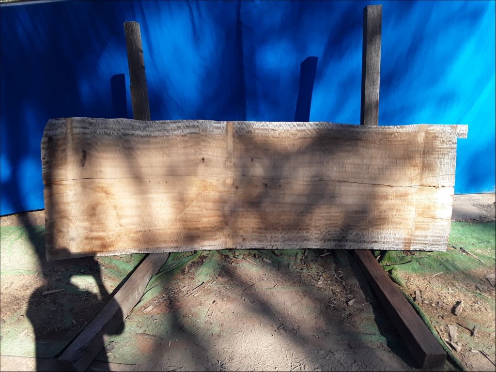 Forest Red Gum (TS478FRG)