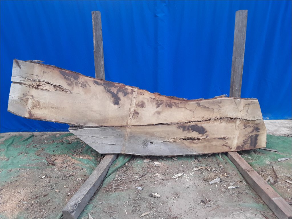 Yellow Stringybark (TS486YS)