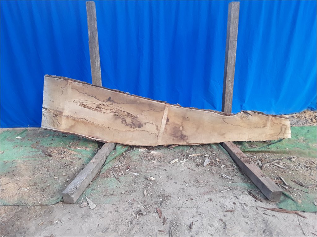 Yellow Stringybark (TS487YS)