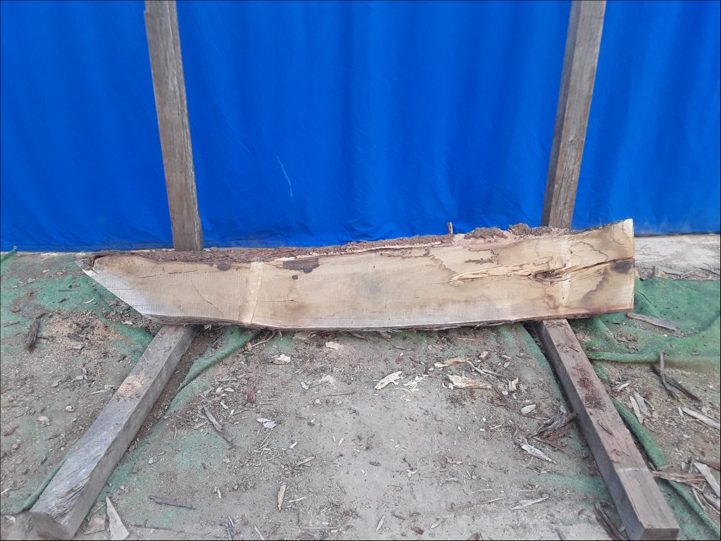 Yellow Stringybark (TS488YS)