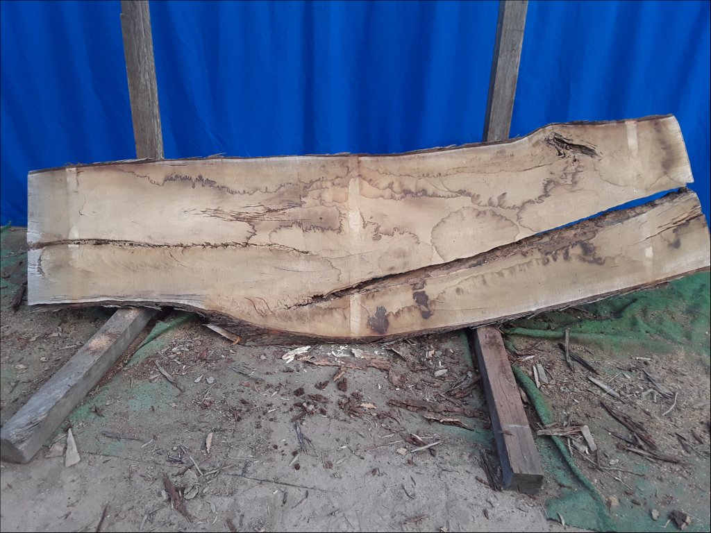 Yellow Stringybark (TS489YS)