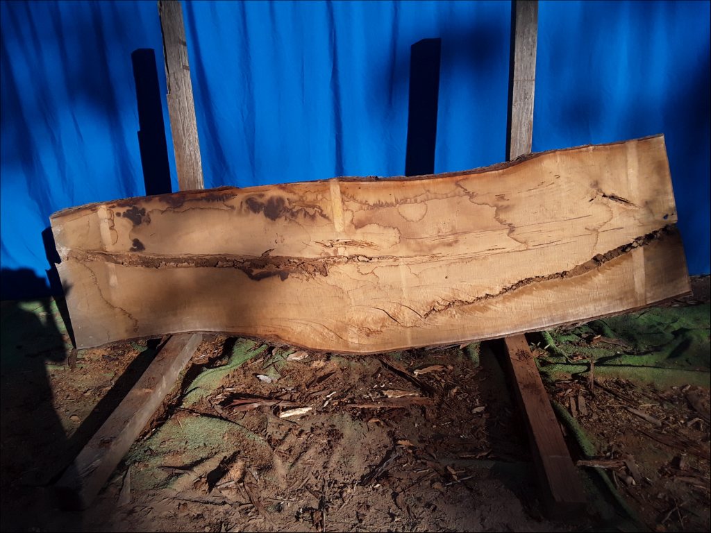 Yellow Stringybark (TS490YS)