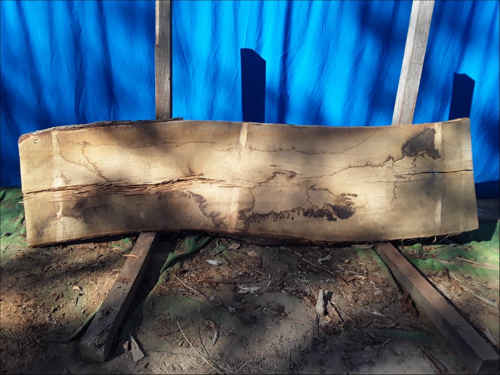 Yellow Stringybark (TS491YS)