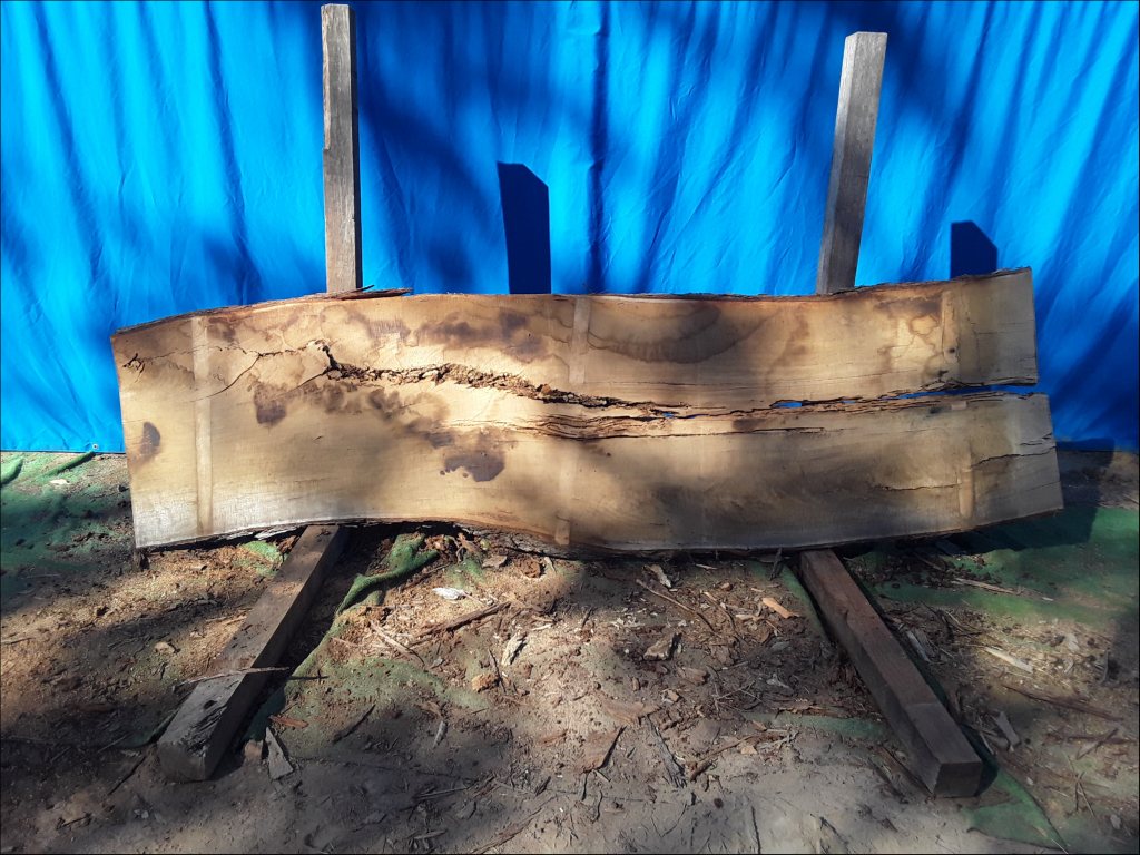 Yellow Stringybark (TS492YS)