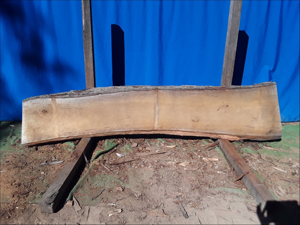 Yellow Stringybark (TS495YS)