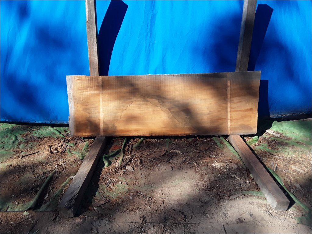 Qld Kauri Pine (TS515QKP)