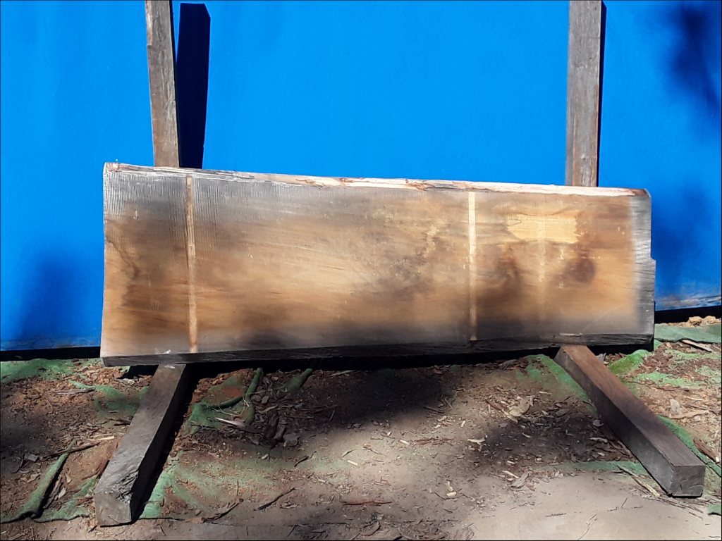 Qld Kauri Pine (TS523QKP)