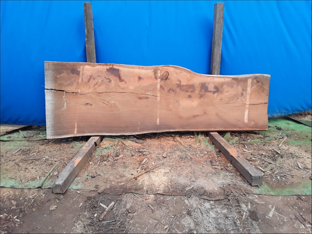 Sydney Blue Gum (TS544SBG)