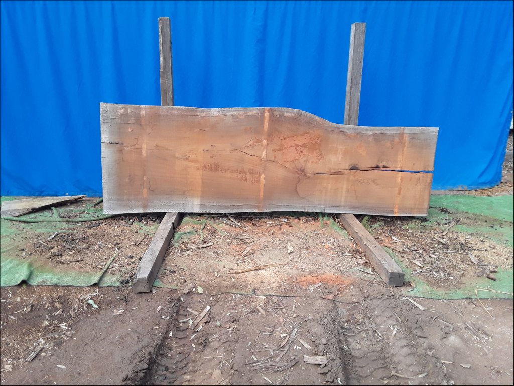 Sydney Blue Gum (TS545SBG)