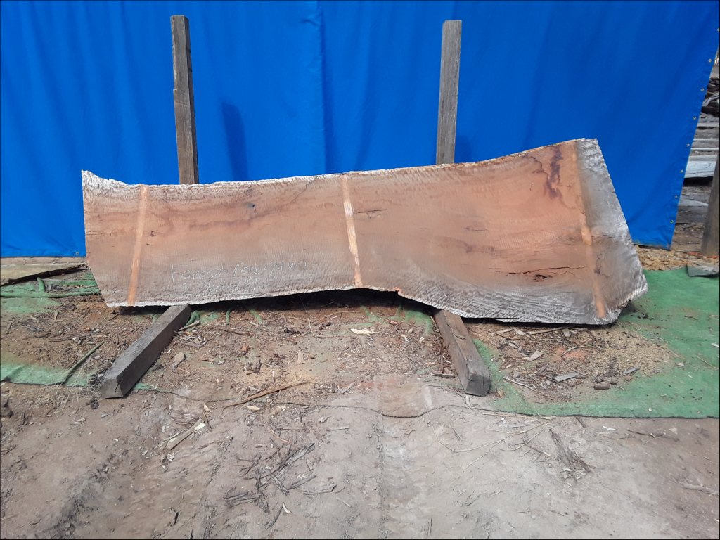 Forest Red Gum (TS551FRG)