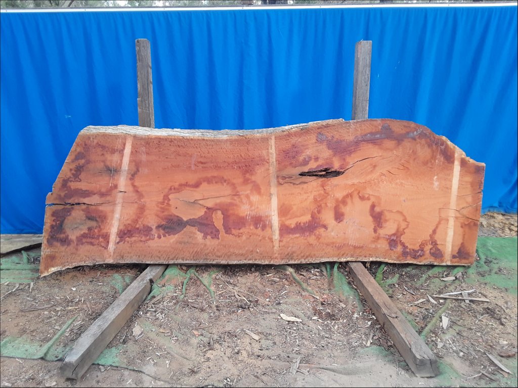 Forest Red Gum (TS554FRG)