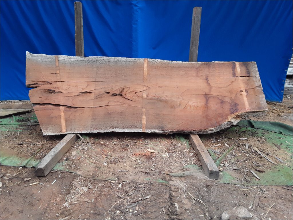 Forest Red Gum (TS555FRG)