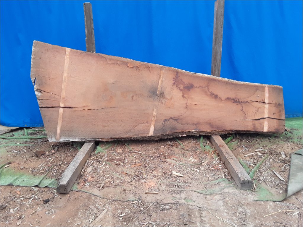 Forest Red Gum (TS558FRG)