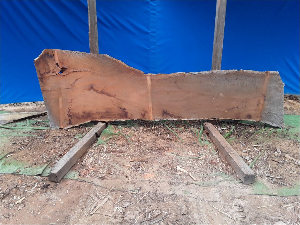 Forest Red Gum (TS559FRG)