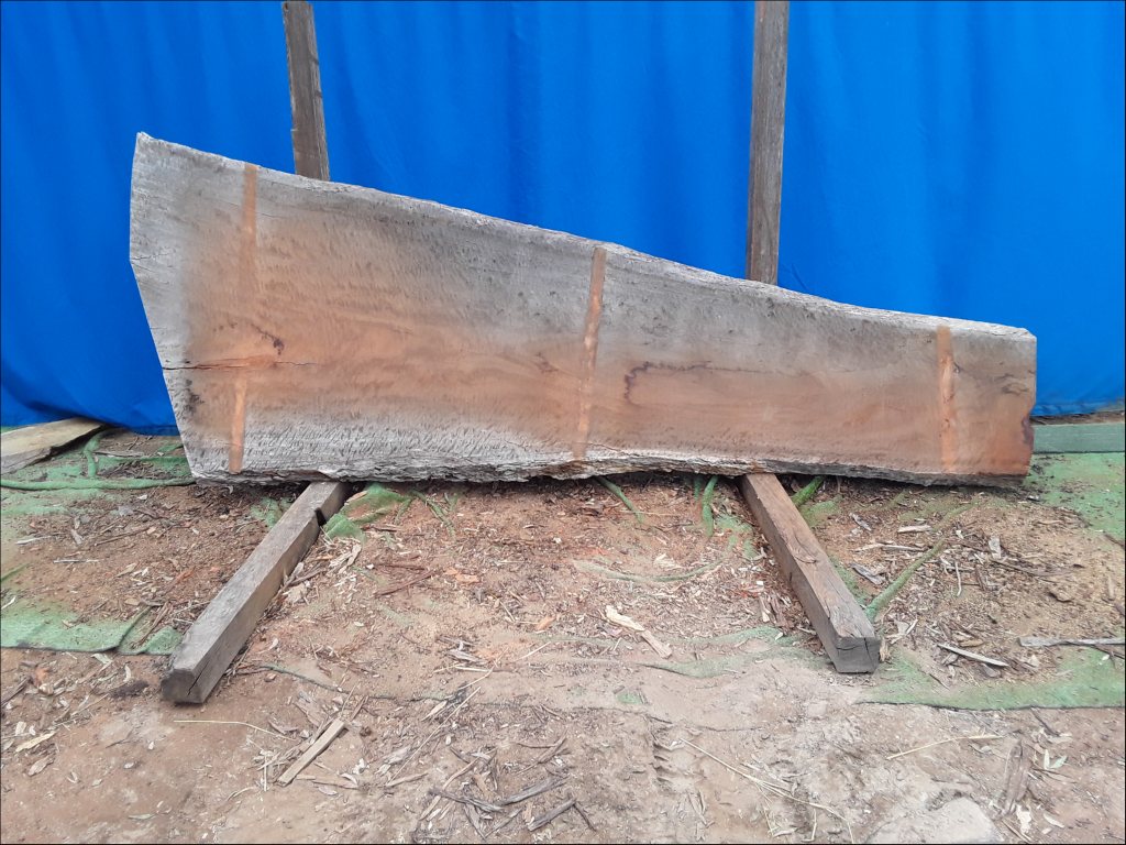 Forest Red Gum (TS561FRG)