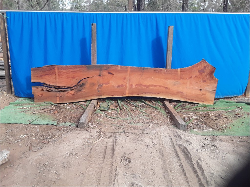 Sydney Blue Gum (TS582SBG)