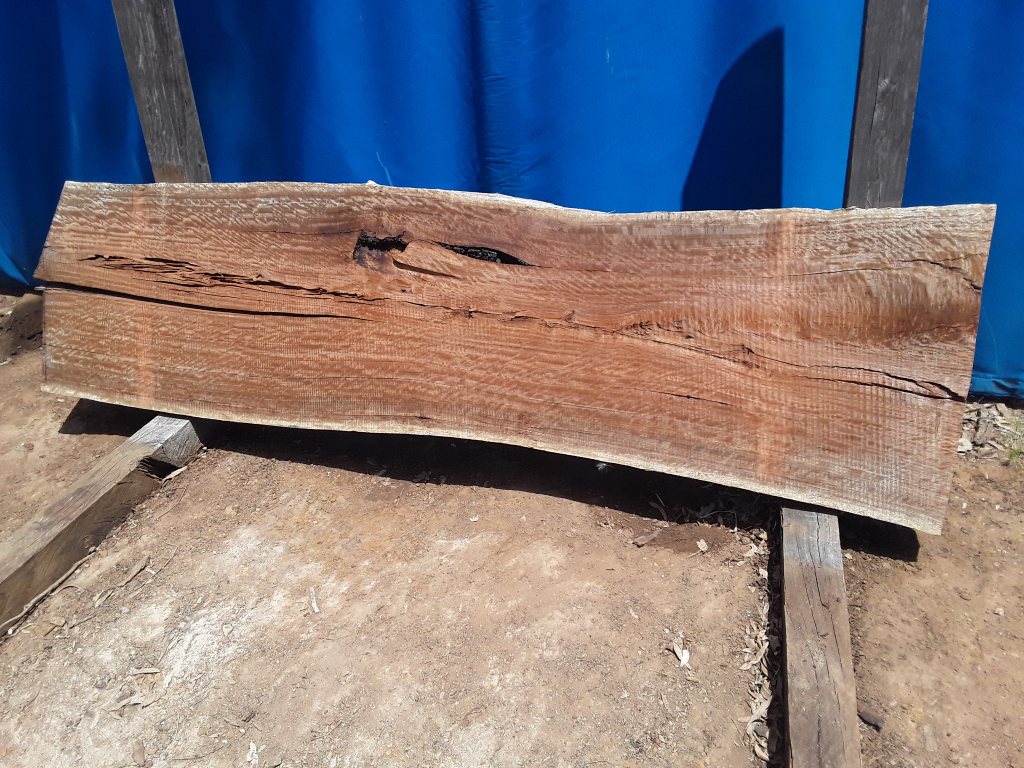 Sydney Blue Gum (TS602SBG)