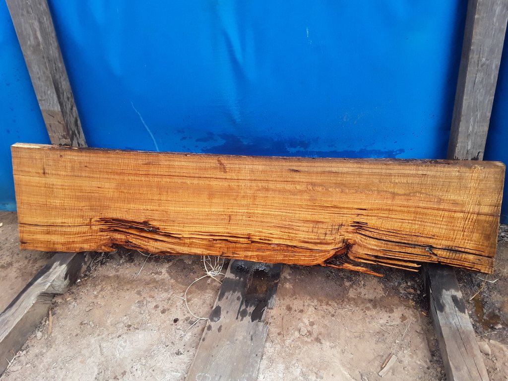 Blackbutt (TS617B)