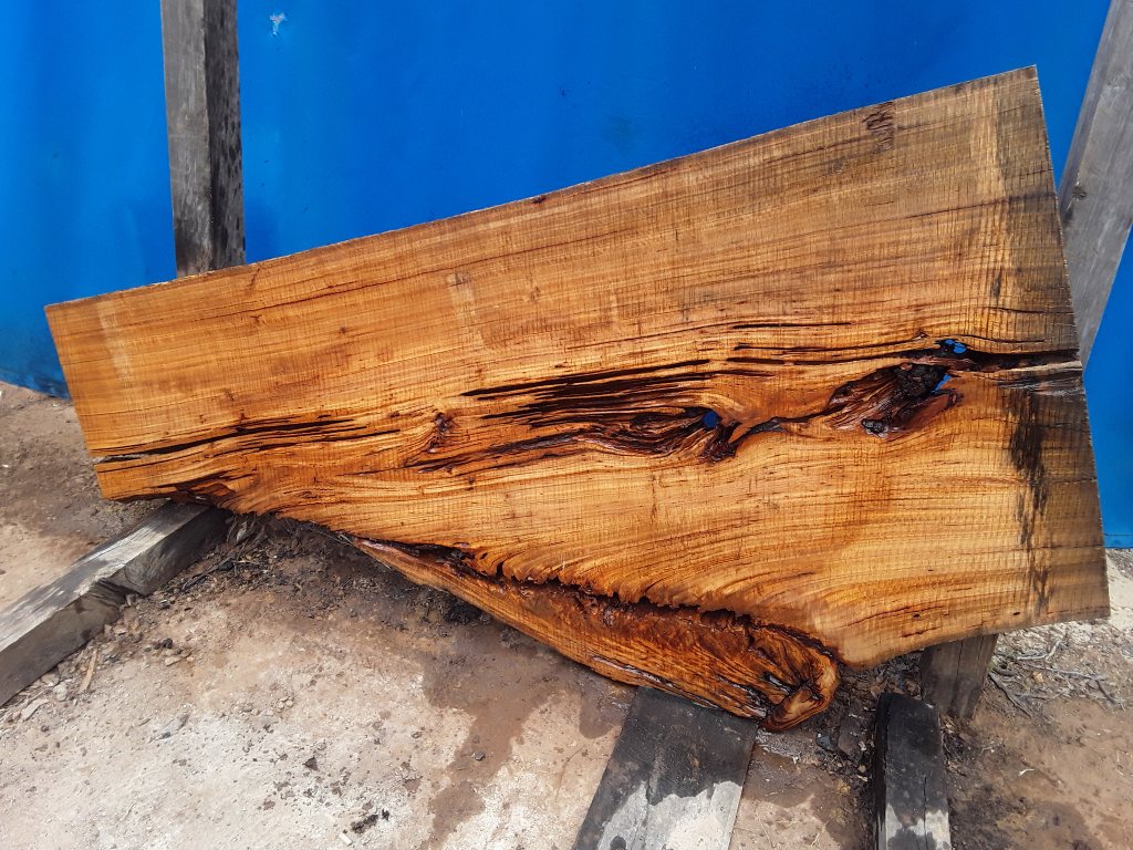 Blackbutt (TS619B)