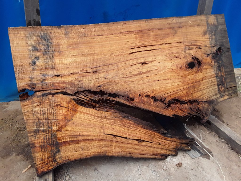 Blackbutt (TS621B)