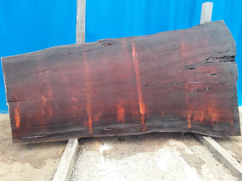 Sydney Blue Gum (TS623SBG)