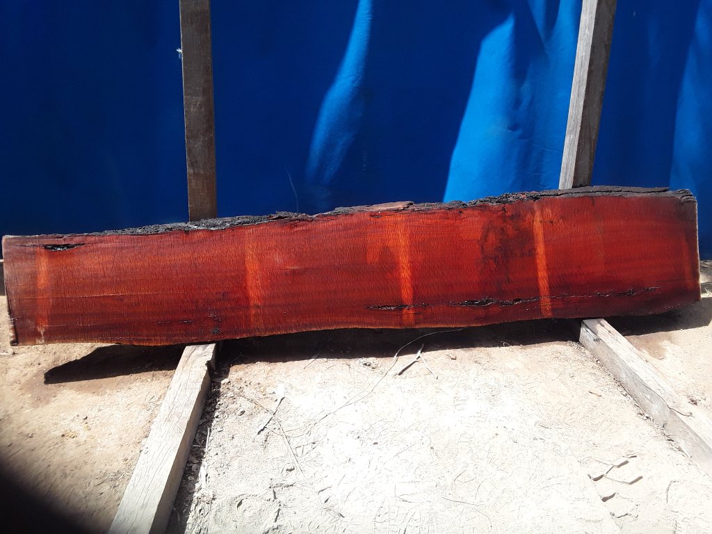 Sydney Blue Gum (TS635SBG)