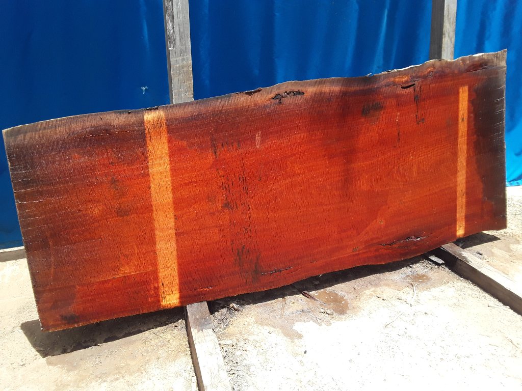 Sydney Blue Gum (TS640SBG)