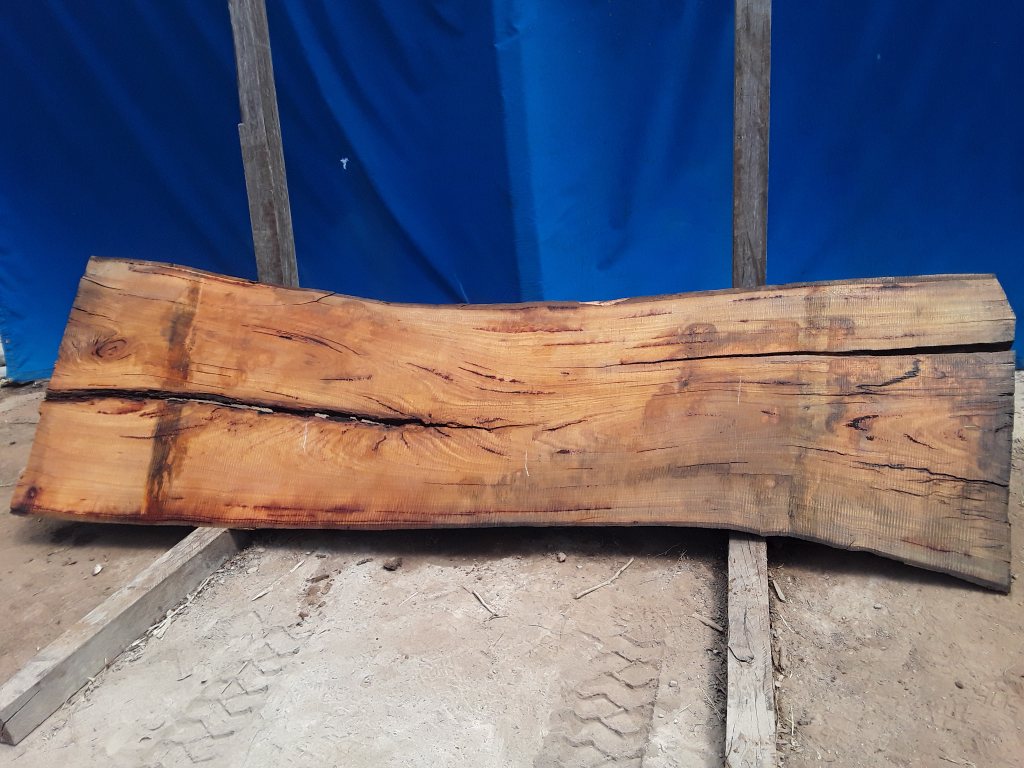 Blackbutt (TS642B)