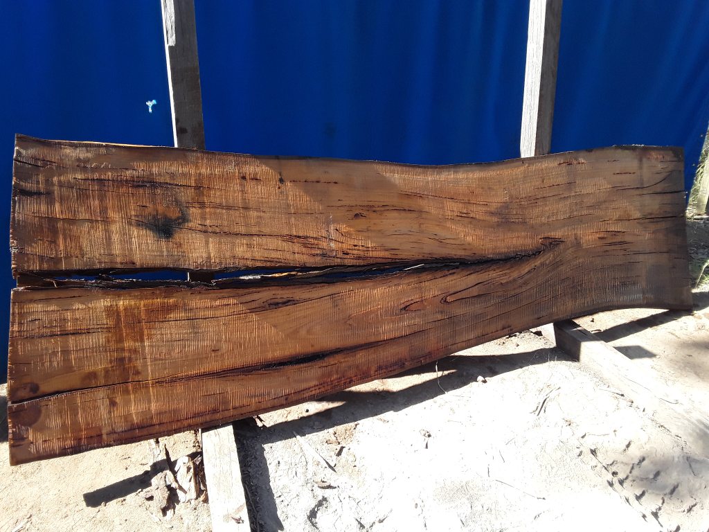 Blackbutt (TS644B)