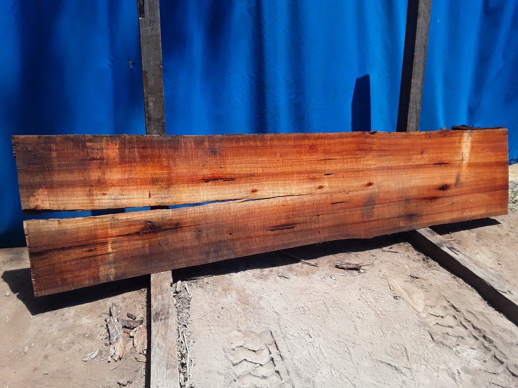 Sydney Blue Gum (TS650SBG)