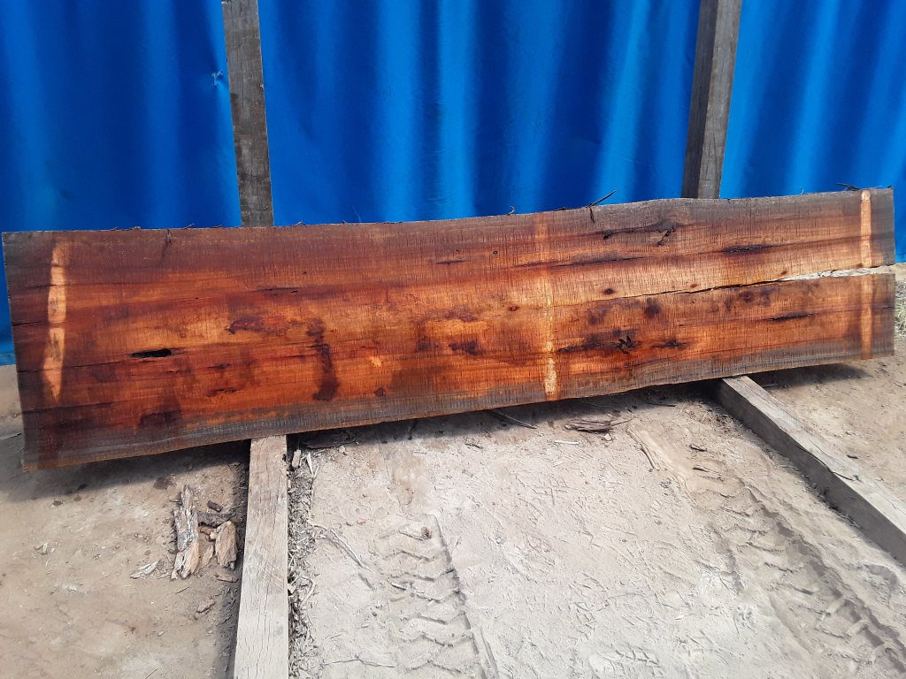 Sydney Blue Gum (TS652SBG)