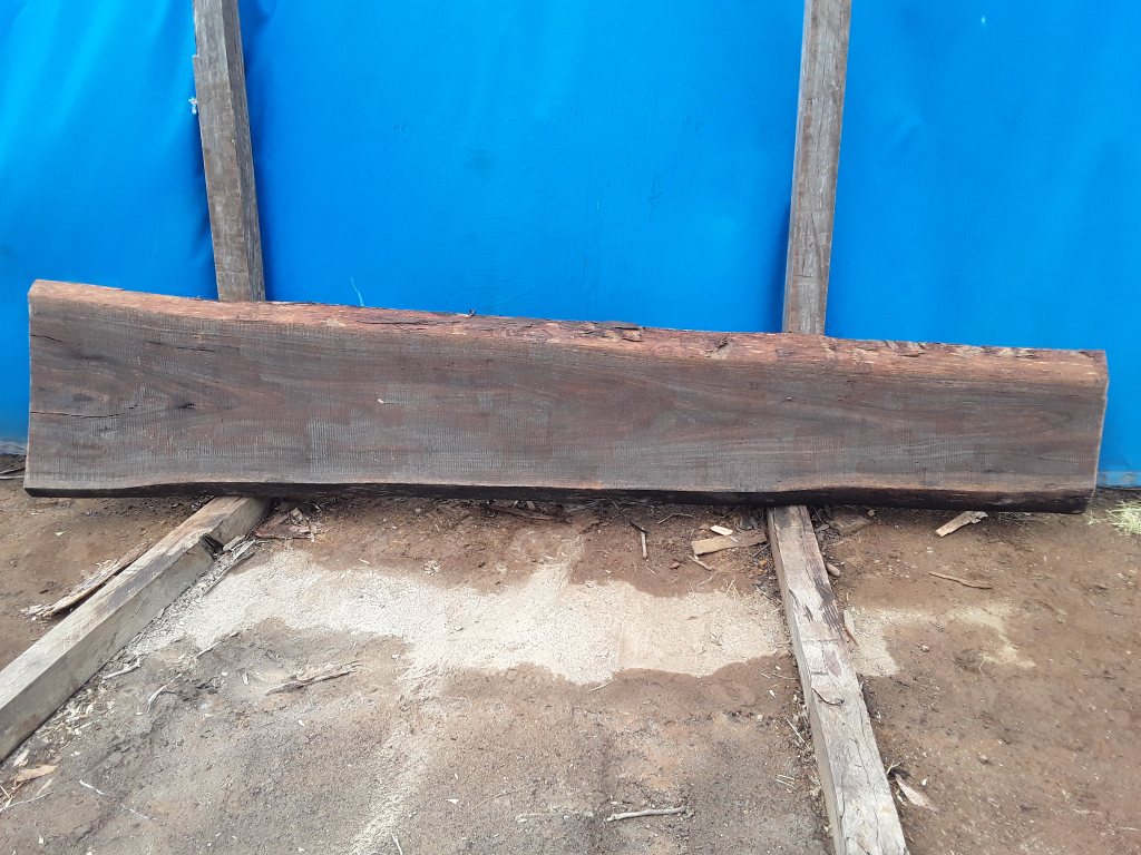 Sydney Blue Gum (TS655SBG)