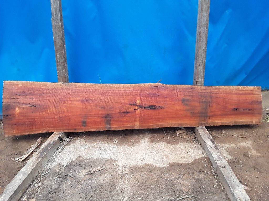 Sydney Blue Gum (TS655SBG)
