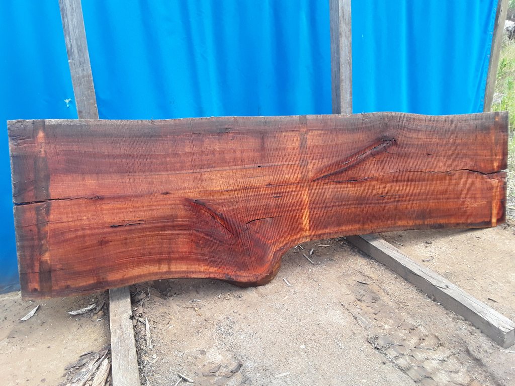 Sydney Blue Gum (TS664SBG)