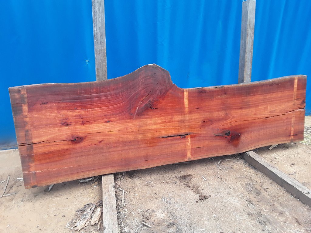 Sydney Blue Gum (TS664SBG)