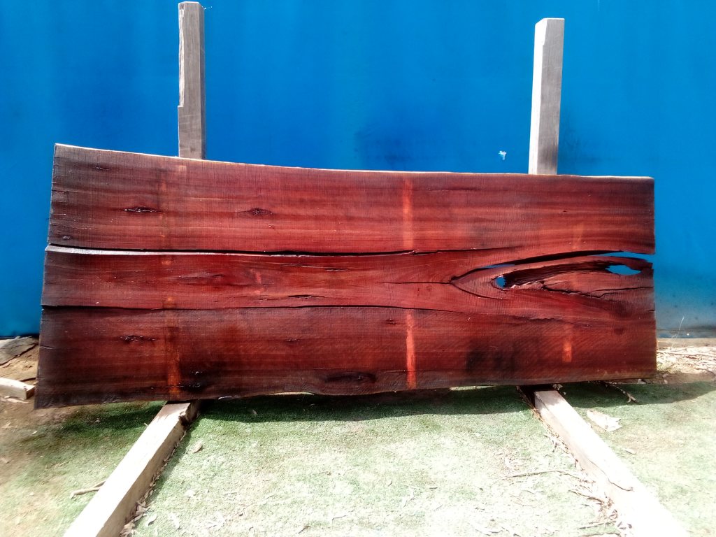 Sydney Blue Gum (TS679SBG)