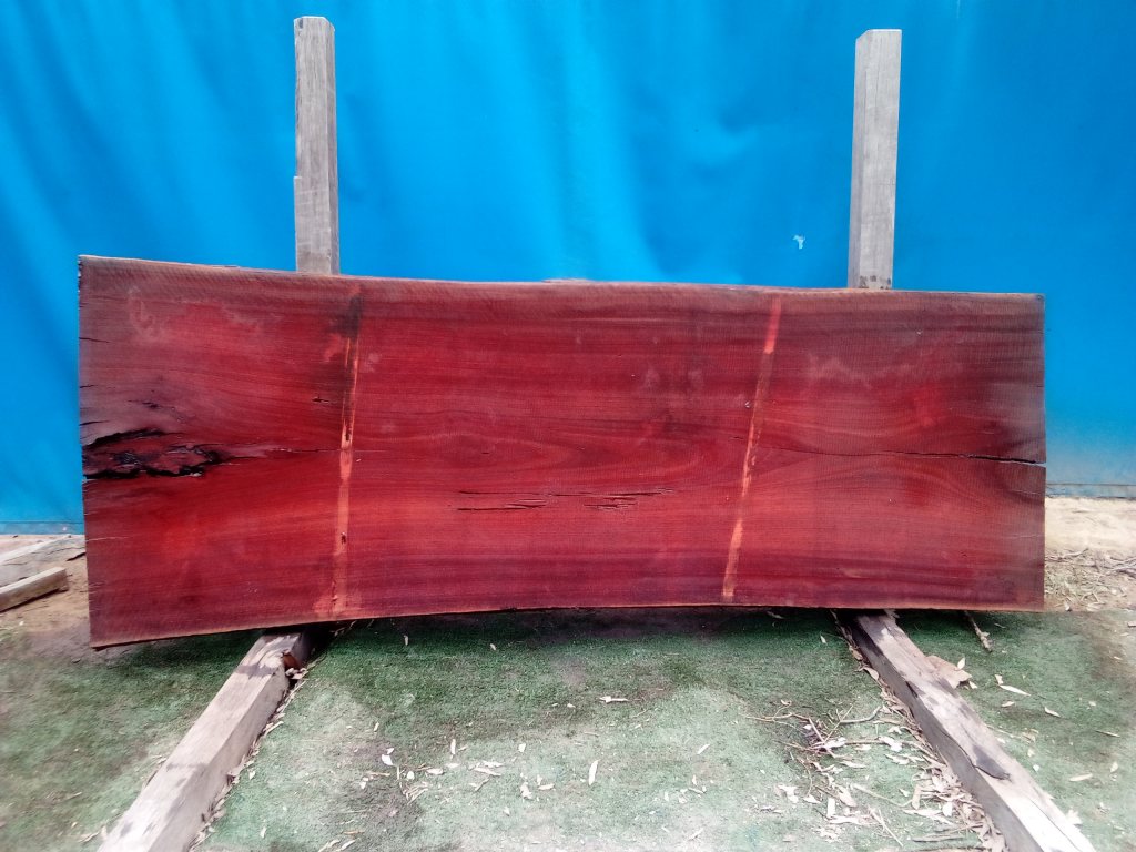Sydney Blue Gum (TS683SBG)
