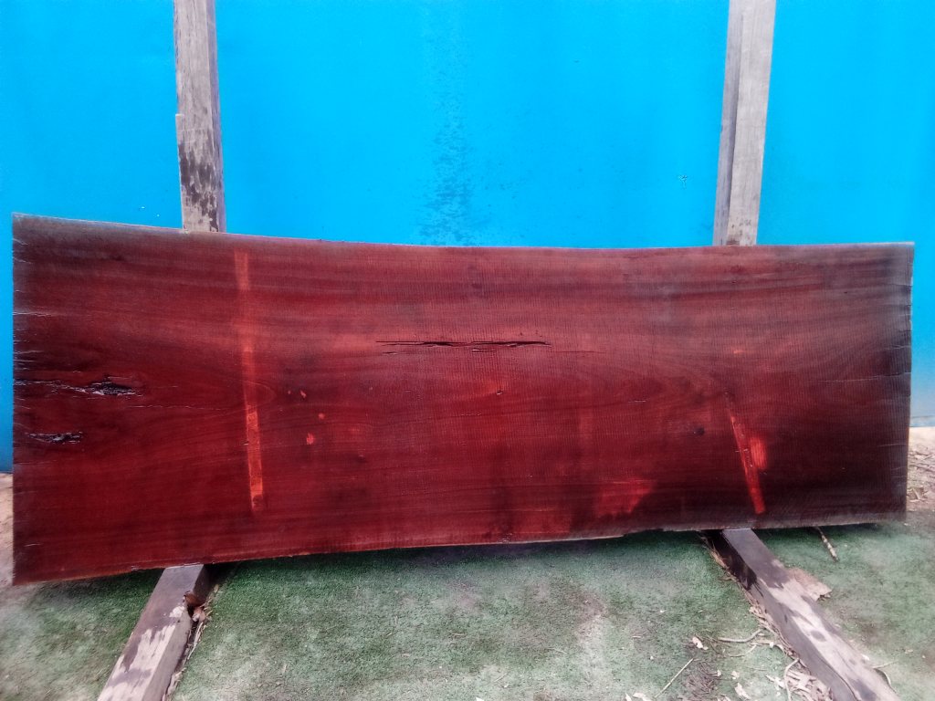 Sydney Blue Gum (TS685SBG)