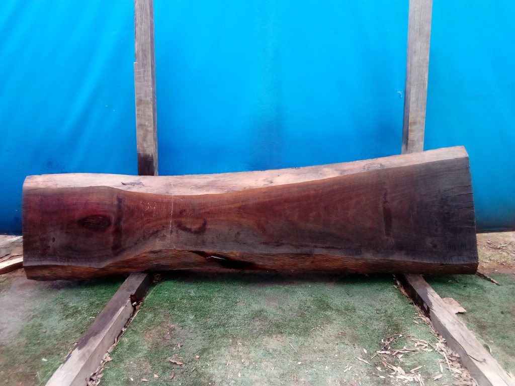 Sydney Blue Gum (TS688SBG)