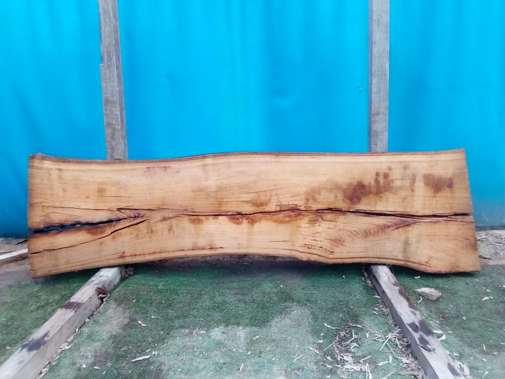 Blackbutt (TS689B)