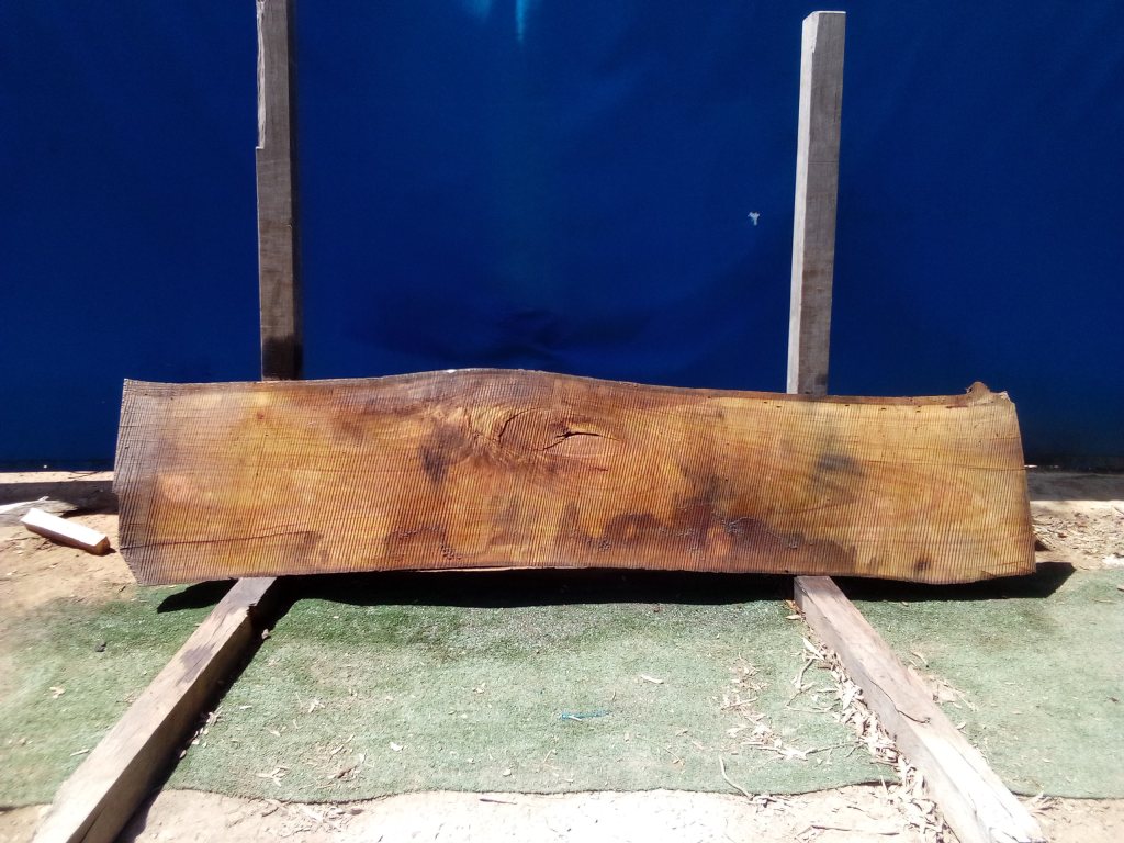 Blackbutt (TS694B)