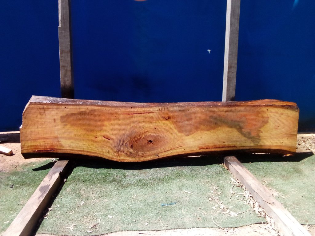 Blackbutt (TS694B)